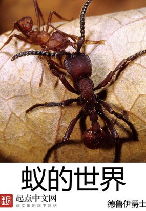 编巨型蚂蚁的世界